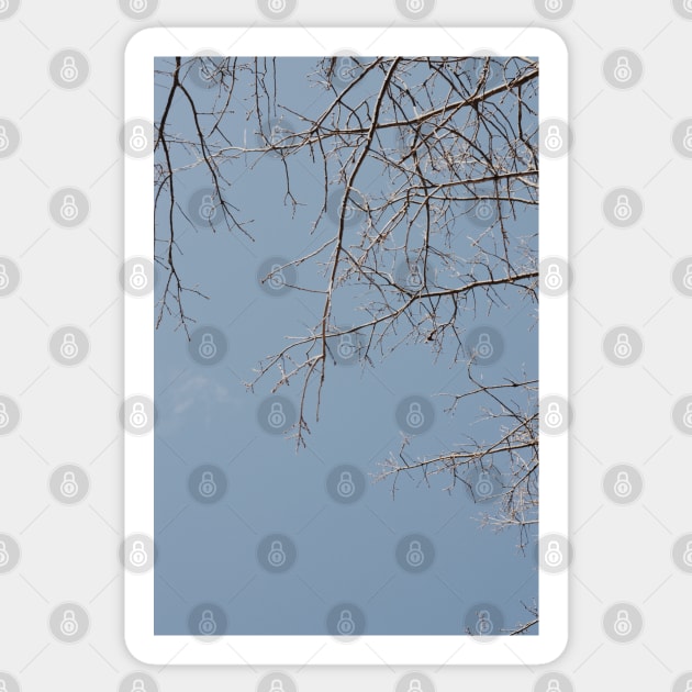 Frosted Branches Sticker by tessiaphoto